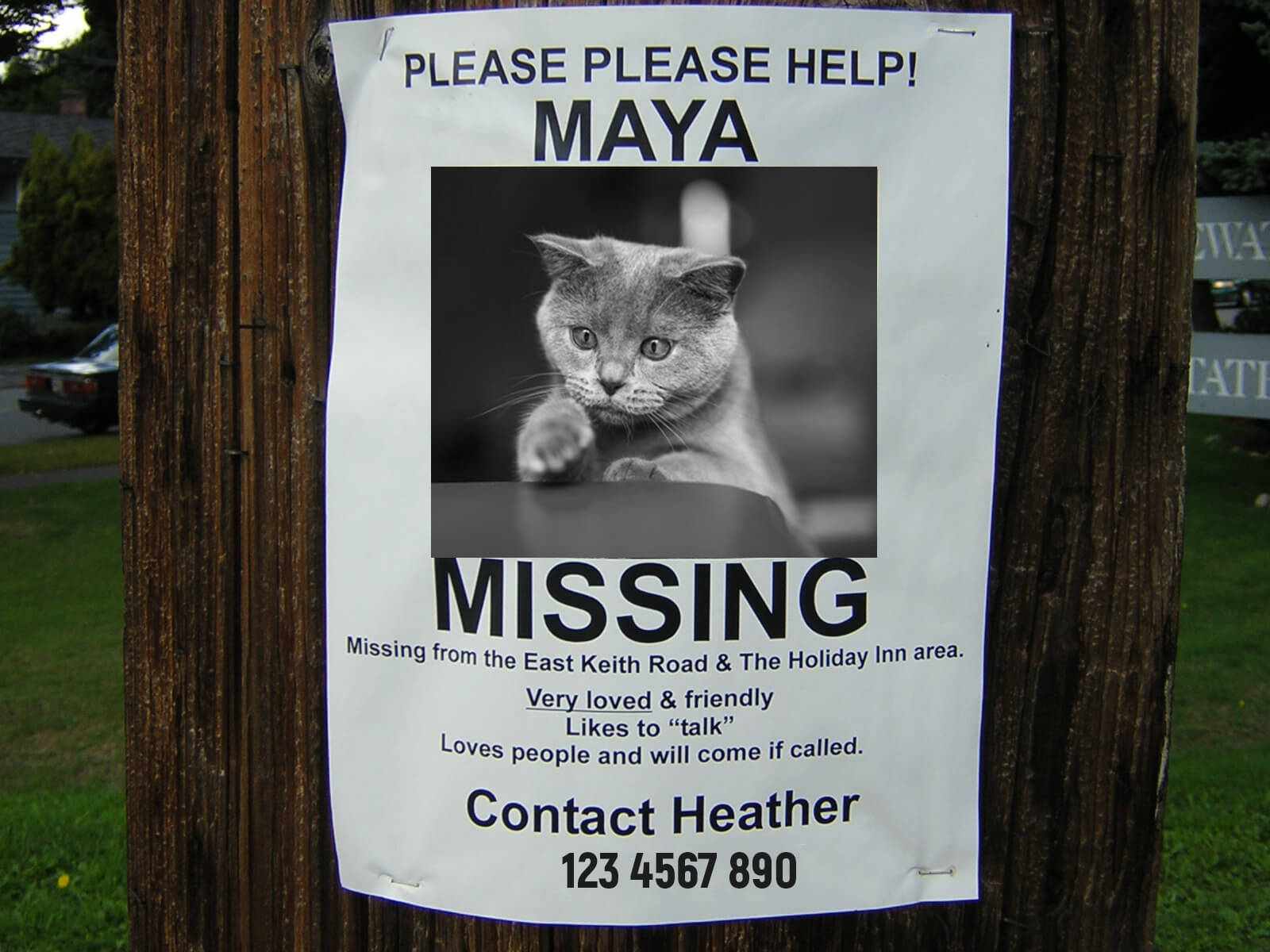 CREATE A FREE HIGH-QUALITY LOST PET FLYER TO POST AROUND YOUR  Intended For Lost Cat Template Flyer With Lost Cat Template Flyer
