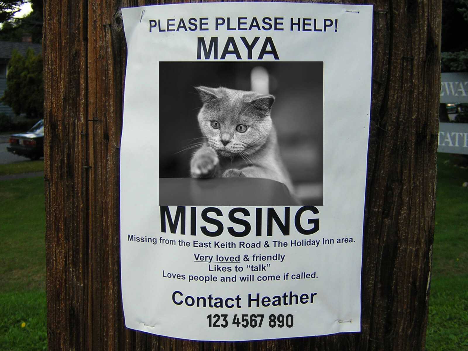 lost-cat-flyer-template-free