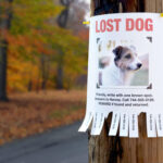 How To Find A Lost Dog, Beyond Flyers And Posters – Anything Pawsable With Found Dog Flyer Template