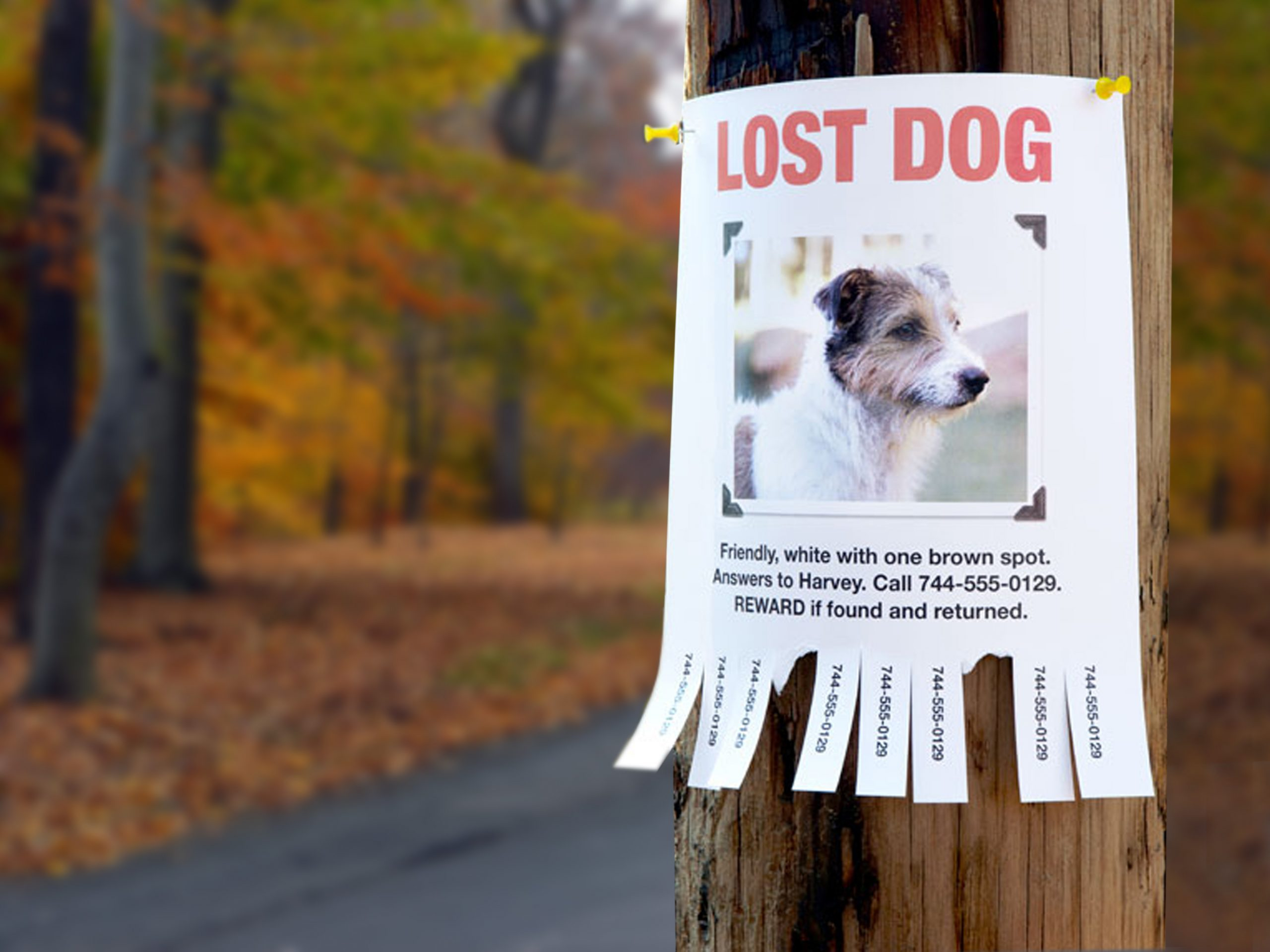 How to Find a Lost Dog, Beyond Flyers and Posters – Anything Pawsable With Found Dog Flyer Template Within Found Dog Flyer Template