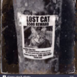 Lost Cat Flyer High Resolution Stock Photography and Images - Alamy In Lost Cat Template Flyer