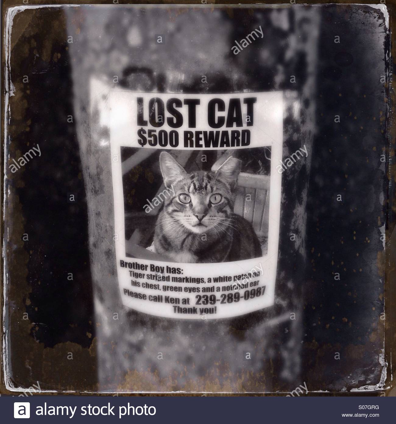 Lost Cat Flyer High Resolution Stock Photography and Images - Alamy Within Lost Cat Template Flyer With Lost Cat Template Flyer