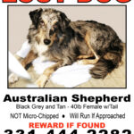 Lost Dog Flyer Template Free – Sablon Regarding Found Dog Flyer Template