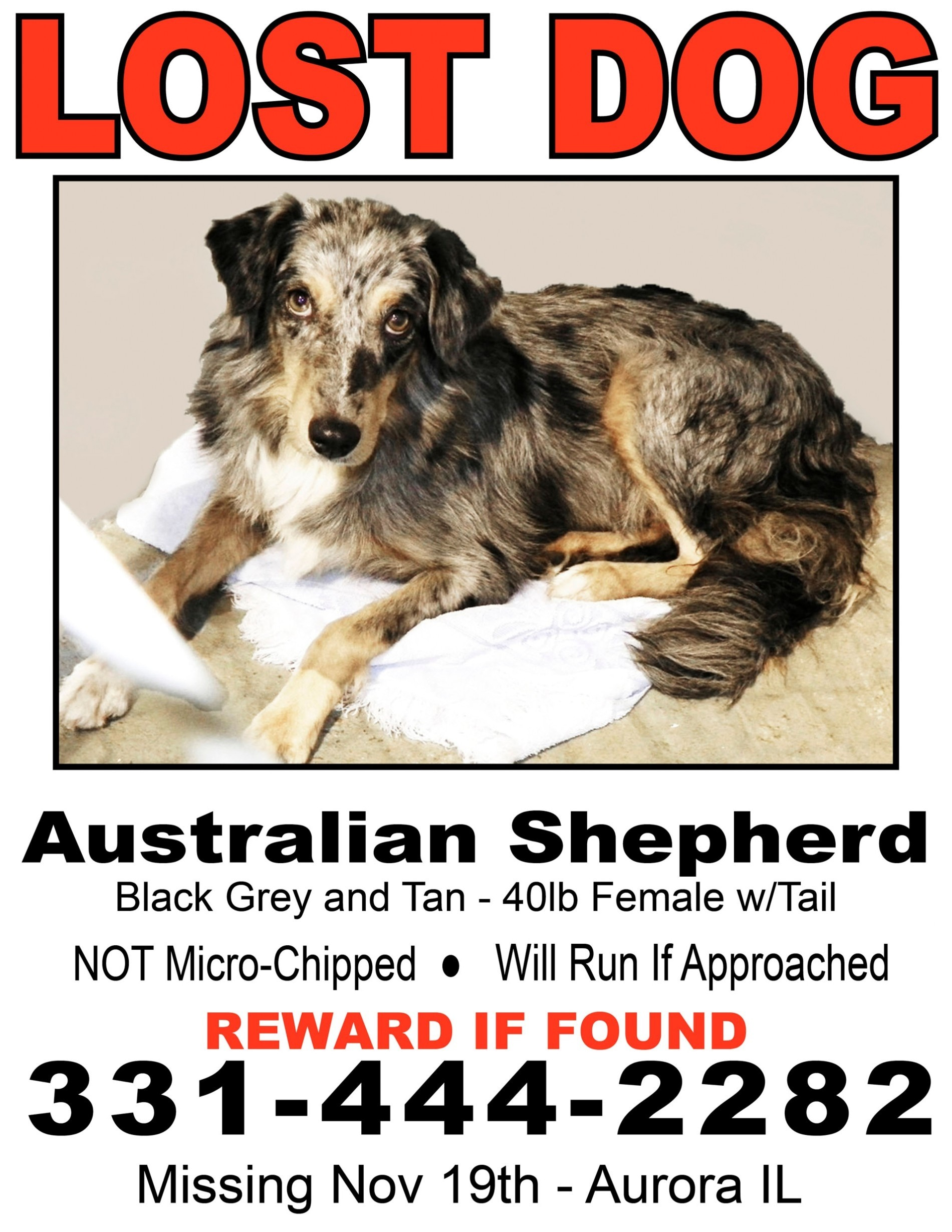 lost dog flyer template free - Sablon Regarding Found Dog Flyer Template Inside Found Dog Flyer Template