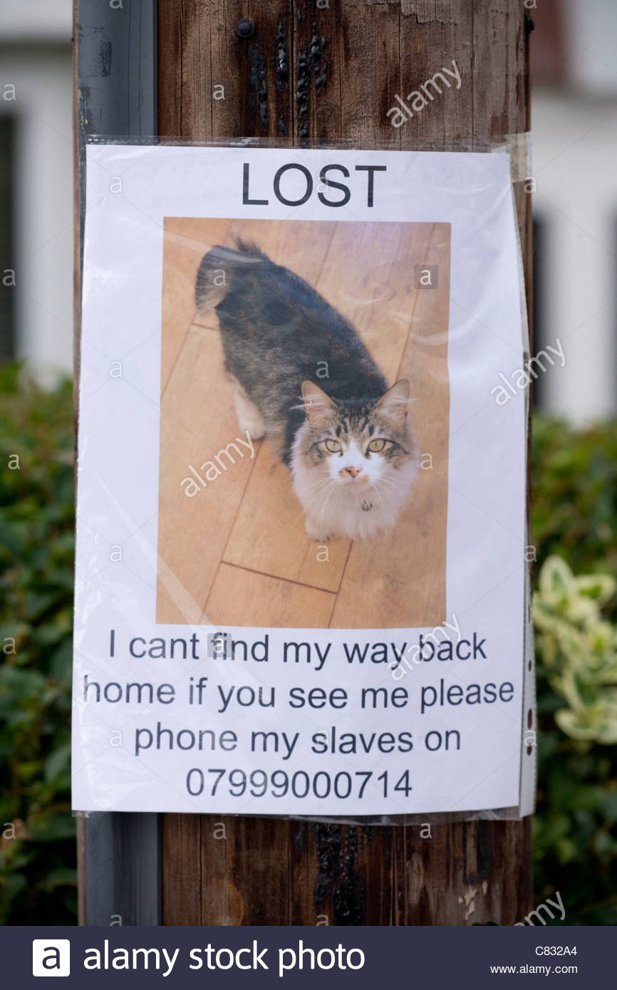 Lost pet poster of cat on a lamp post UK Stock Photo - Alamy Intended For Lost Cat Template Flyer With Lost Cat Template Flyer