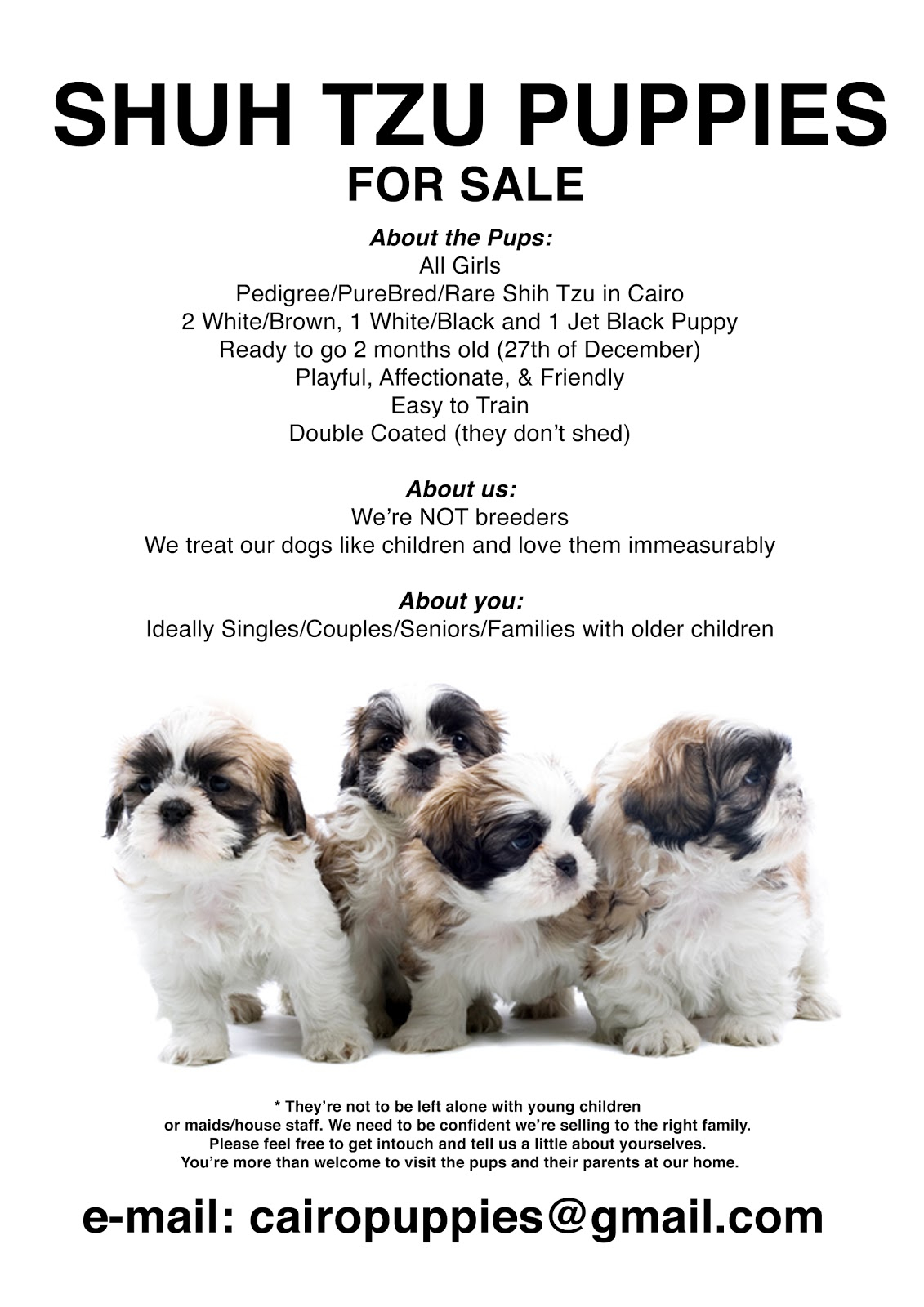 SHIH TZU PUPPIES FOR SALE: Flyer & Info Inside Puppies For Sale Flyer Template