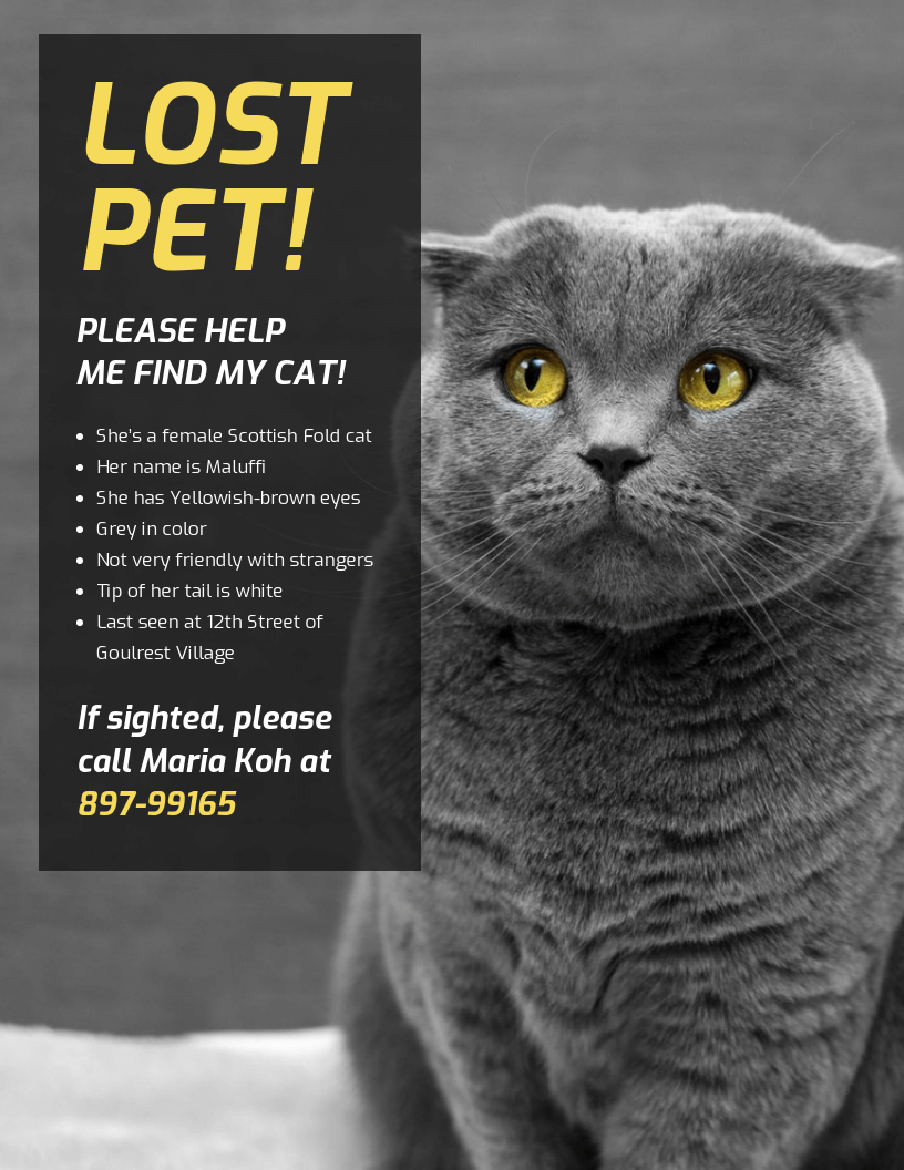 Simple Lost Cat Poster Template Pertaining To Lost Cat Template Flyer With Regard To Lost Cat Template Flyer